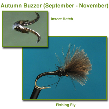 Autumn Buzzer Insect Hatch and Fishing Flies / Fly