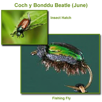 Coch y Bonddu Beatle Insect Hatch and Fishing Flies / Fly