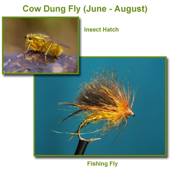 Cow Dung Insect Hatch and Fishing Flies / Fly