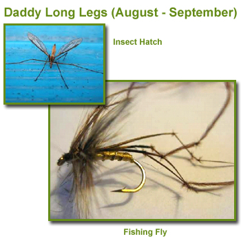 Daddy Long Legs Insect Hatch and Fishing Flies / Fly