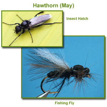 Hawthorn Insect Hatch and Fishing Flies / Fly