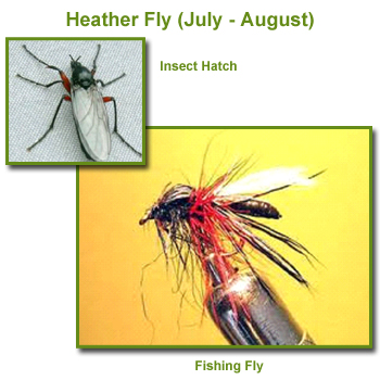Heather Flies Insect Hatch and Fishing Flies / Fly