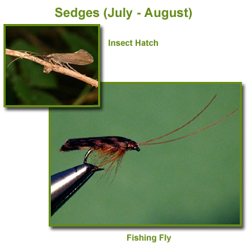 Sedges Insect Hatch and Fishing Flies / Fly
