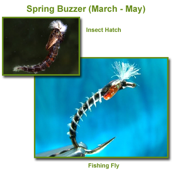 Spring Buzzer Insect Hatch and Fishing Flies / Fly