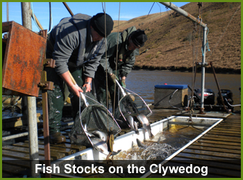 Salmon and Trout Fish Stocks on the Clywedog